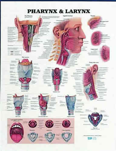 Pharynx & Larynx Chart