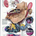 Anatomy Of Inner Ear Chart