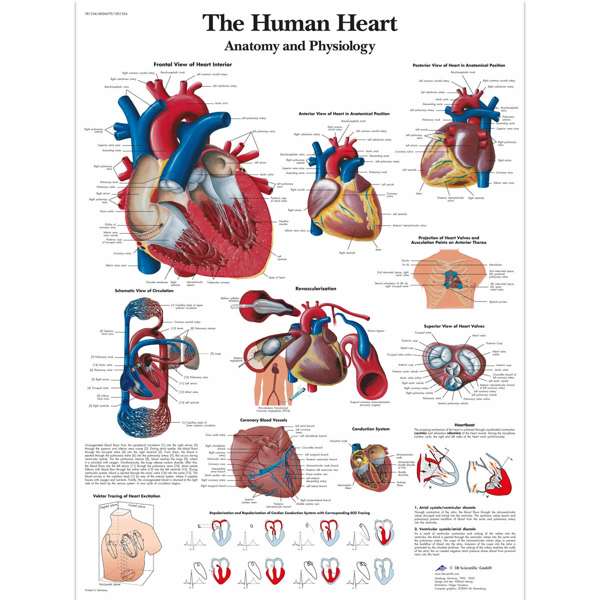 Anatomy Of Heart Chart