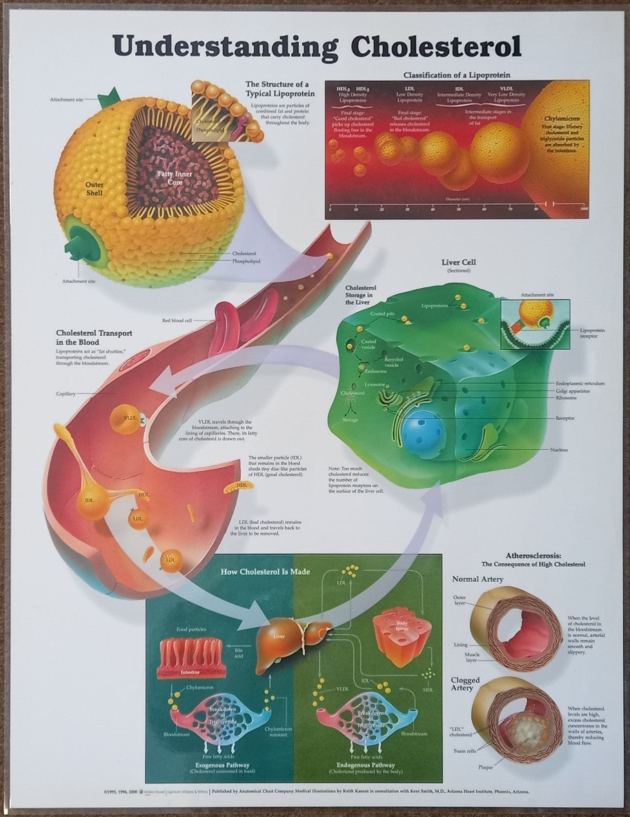 Understand Cholesterol Chart