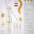 Understanding Osteoporosis Chart