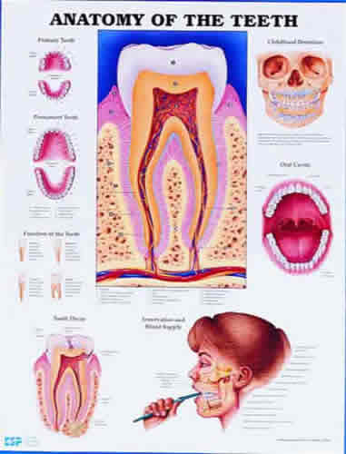 Anatomy Of Teeth Chart