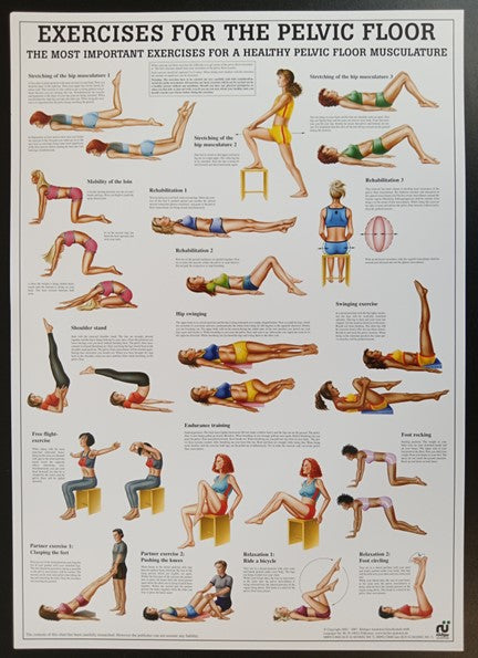Exercises for the Pelvic Floor Chart