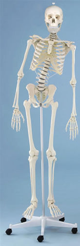 Therapy Skeleton