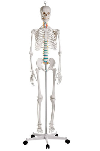 Skeleton, Standard/School Quality