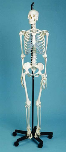 Skeleton Medical Quality, Female