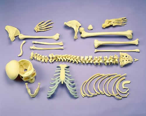 Disarticulated Half Skeleton, 2 Part Skull, Hands And Feet On Nylon