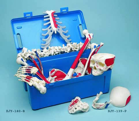 Disarticulated Half Skeleton, 3 Part Skull, Painted