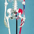 Skeleton Showing Muscular Attachments And Ligaments