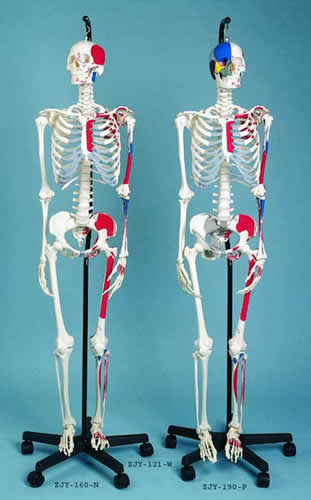 Skeleton Showing Muscular Attachments And Ligaments, 3 Part Skull