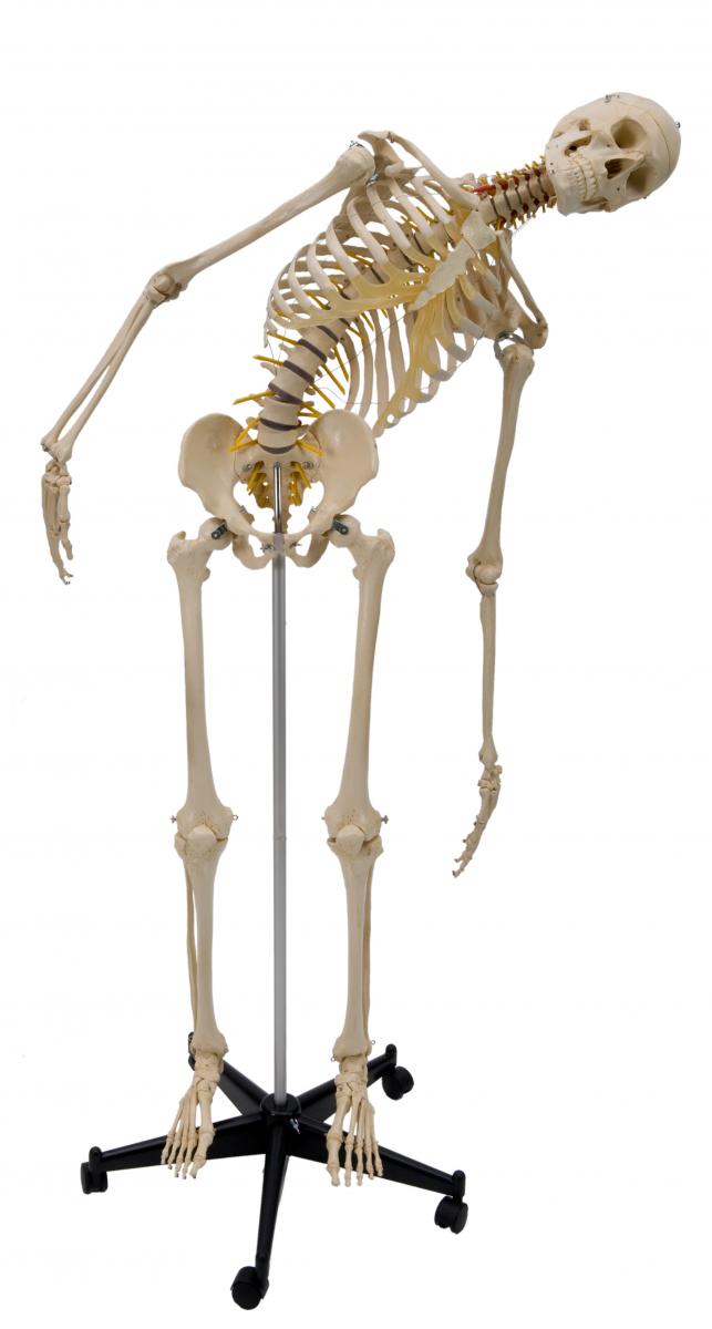 Skeleton, Flexible Spine with Nerves