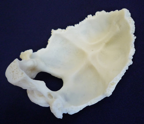 Occipital