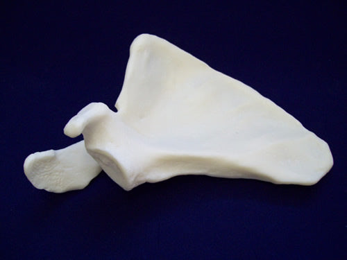 Scapula