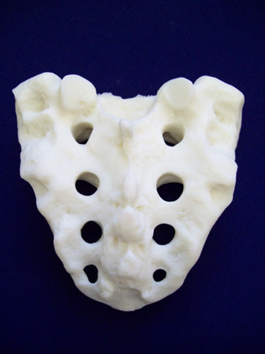 Sacrum, Female