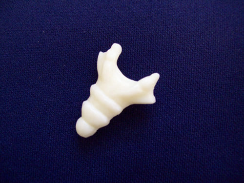 Coccyx