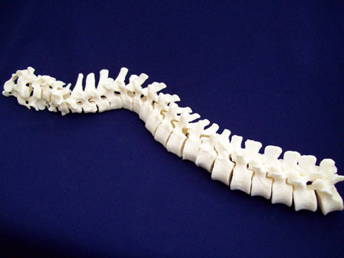 Vertebral Column, Loosely Strung