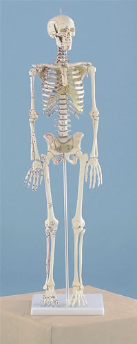 Miniature Skeleton, Rigid Spine with Muscle Attachments