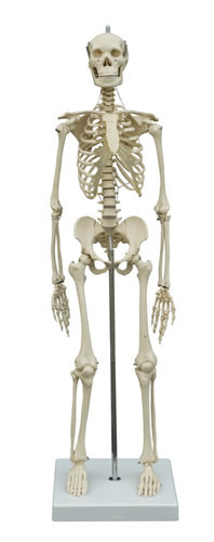 Miniature Skeleton
