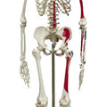 Miniature Skeleton With Muscle Attachments