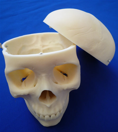 Skull, 3 Part Medical