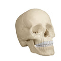 22-Part Skull, Magnetic, Anatomical Colour