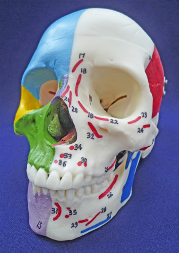 Painted Skull, To Show Muscles & Bones