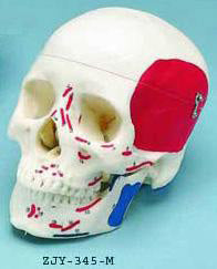 Painted Skull, To Show Muscles