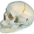 Numbered Skull, Standard