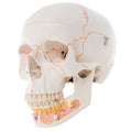3-Part Numbered Skull, Advanced