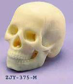 Miniature Skull