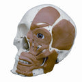 Half Muscled Skull