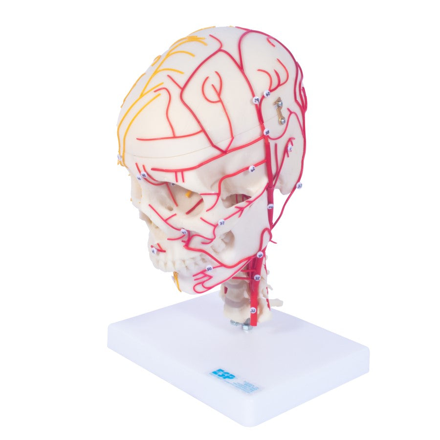 Numbered Neuro-Vascular Skull