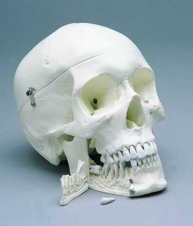 Skull 4-Part Special