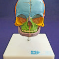 Didactic Foetal Skull on Stand
