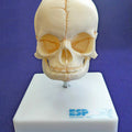 Foetal Skull on Stand