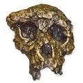 Sahelanthropus