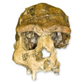 Sangiran H. Erectus