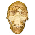 Skhul 5