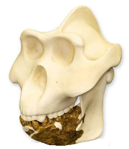 Gigantopithecus