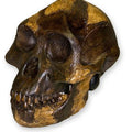 Lucy A. Afarensis