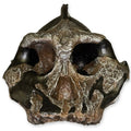 Australopithecus aethiopicus KNM WT-1700