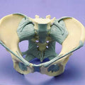 Ligamented Pelvis,Female