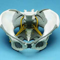 Female Pelvis With Nerves