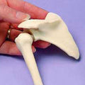 Shoulder - Miniature Joint