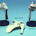 Shoulder Joint Movable