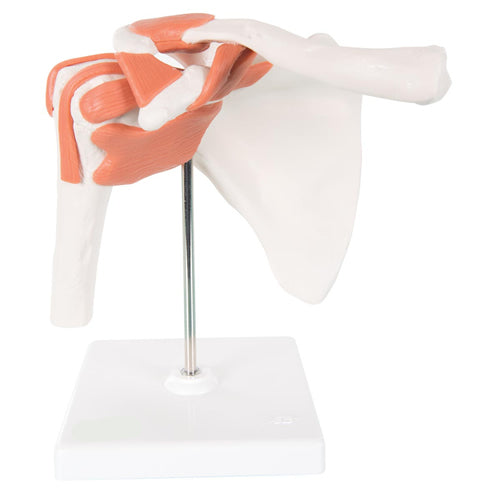 Shoulder Joint Flexible
