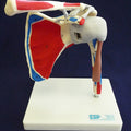 Shoulder Painted Ligamented