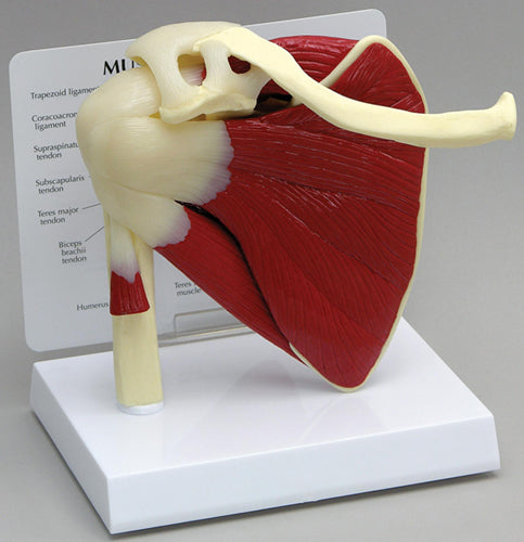 Muscled Shoulder - Budget Model