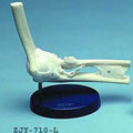 Elbow Joint Ligamented