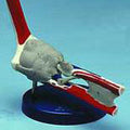 Elbow Joint Painted Ligamented